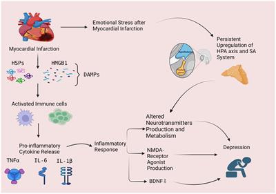 Pathophysiological mechanisms of post-myocardial infarction depression: a narrative review